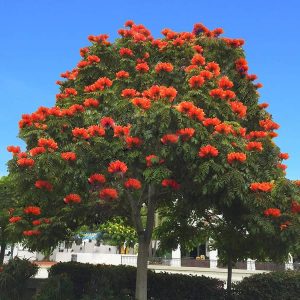 African Tulip Tree Plant