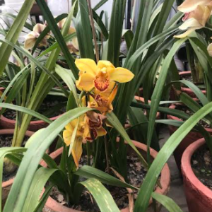 Cymbidium Orchid Plant