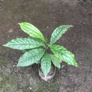 Rudraksha Plant