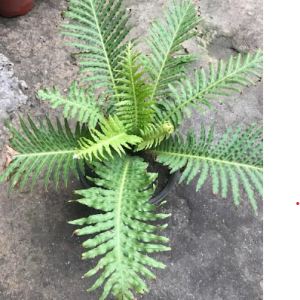 Miniature Tree Fern Plant