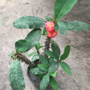Crown of Thorns Plant