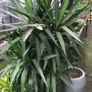 Spineless Yucca Plant