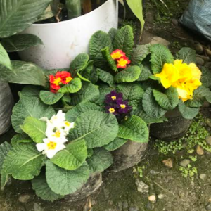 Common Primrose Plant