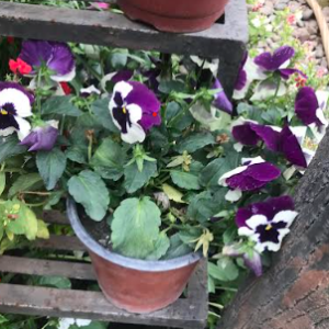 Pansy Flower Plant