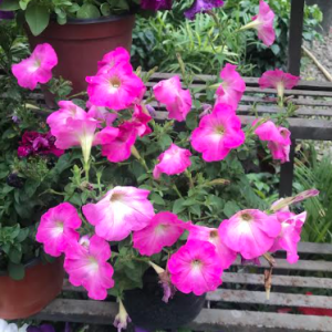 Petunia Flower Plant