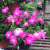 pink petunia