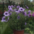 purple petunia