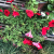 red petunia