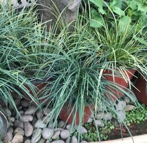 Dwarf Lily Turf Plant
