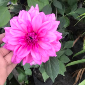 Garden Dahlia Plant