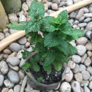 Mint Plant