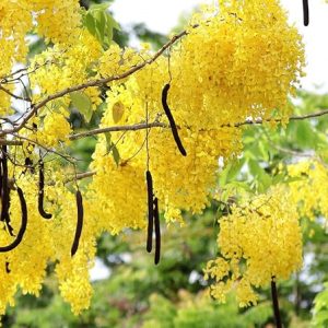 Golden Shower Tree Plant