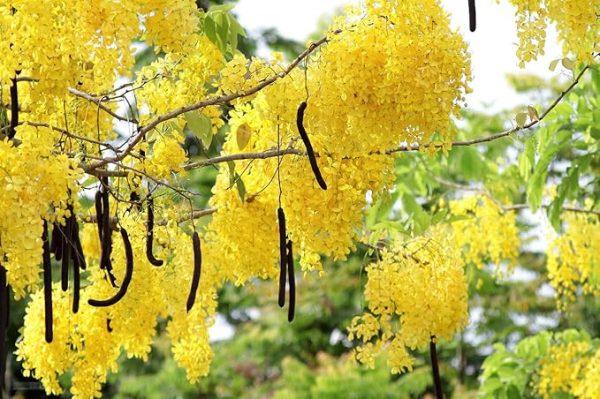 Golden Shower Tree Plant