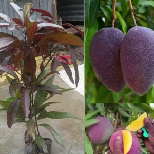Black Mango Plant