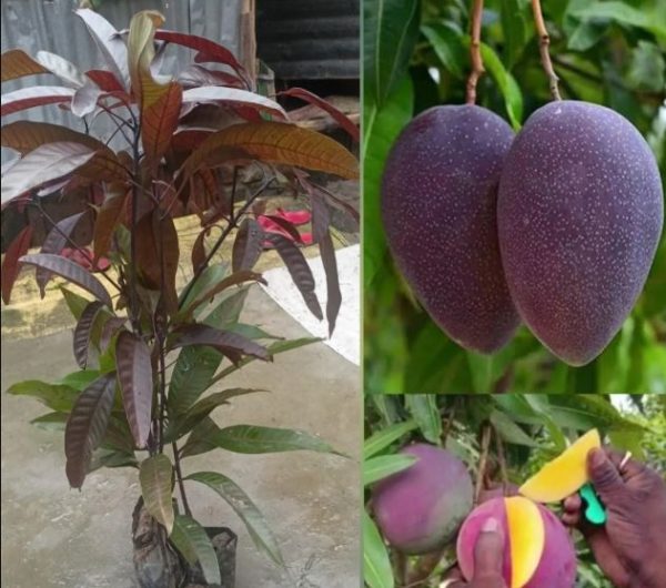 Black Mango Plant