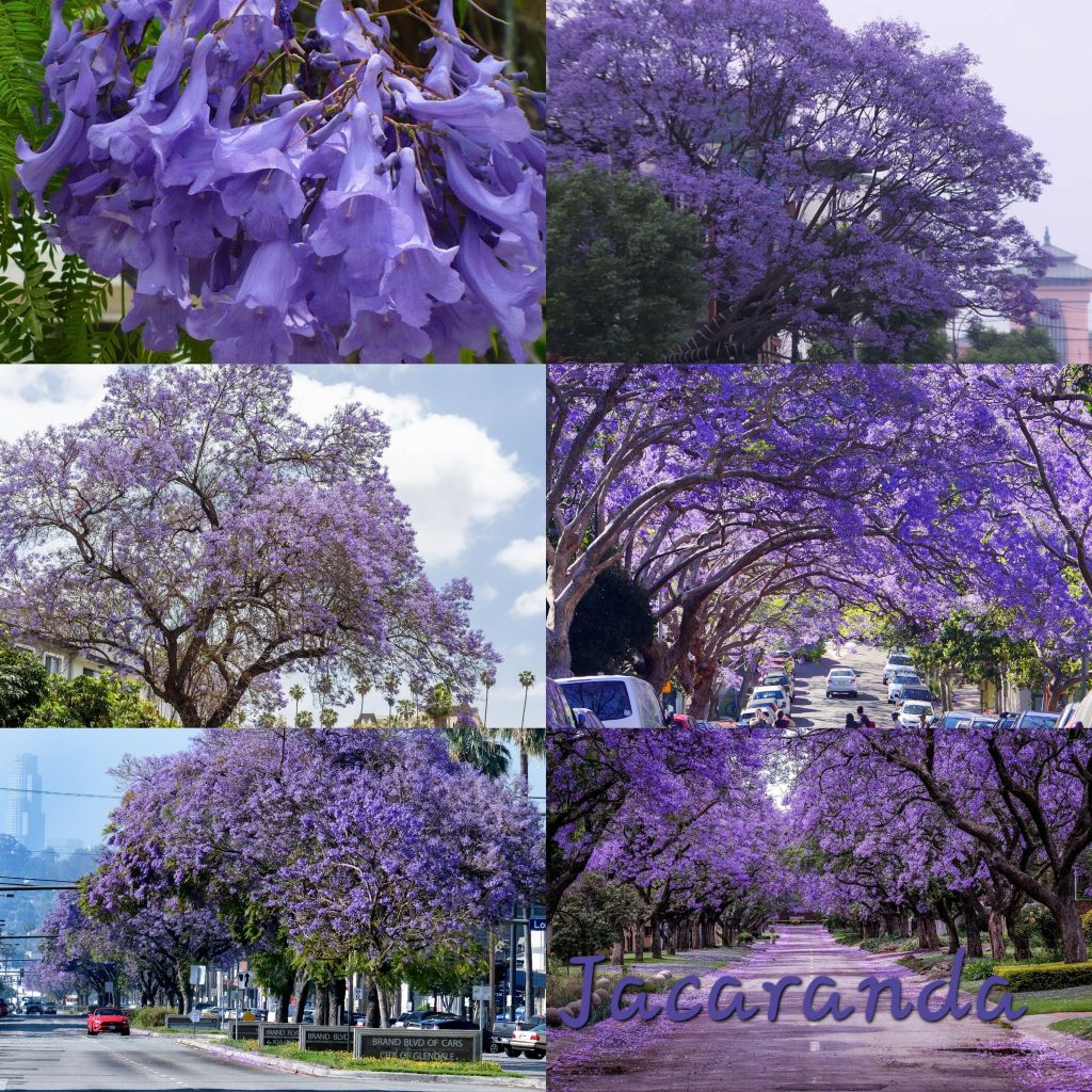 Jacaranda Tree Plant