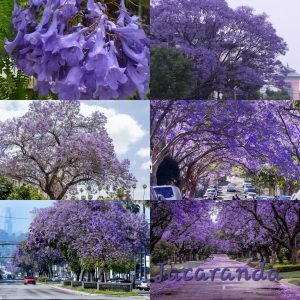Jacaranda Tree Plant
