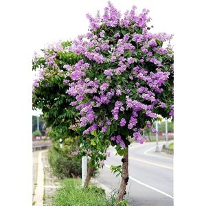 Lagerstroemia speciosa Plant
