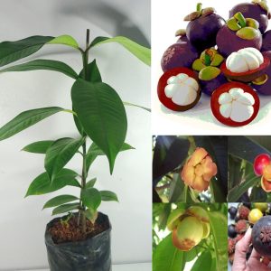 Mangosteen fruit Plant
