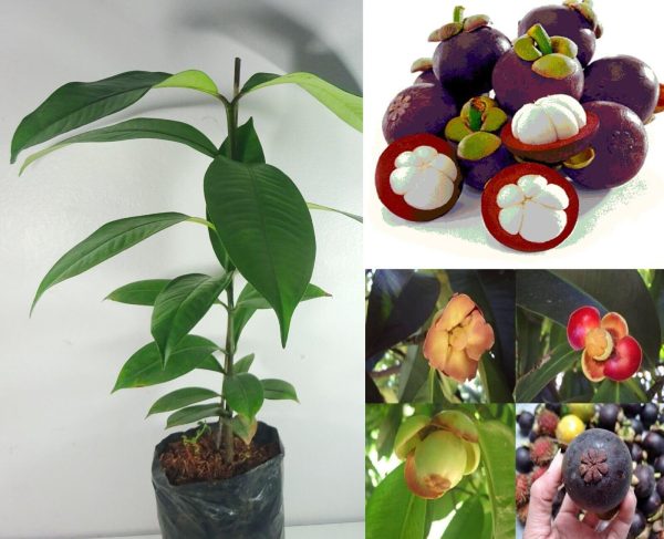 Mangosteen fruit Plant