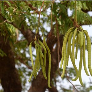 Parkia Plants