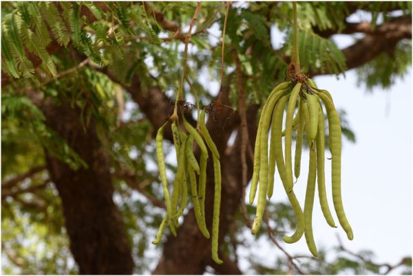 Parkia Plants