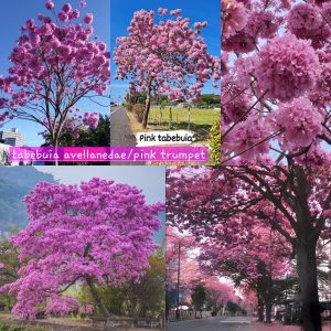 Pink Trumpet Tree Plant