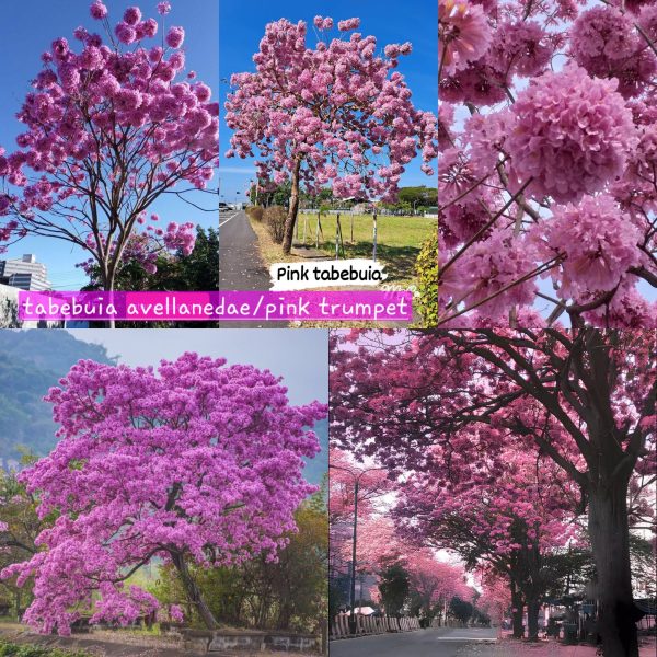 Pink Trumpet Tree Plant