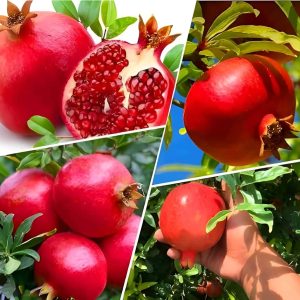 Anar Pomegranate Plant