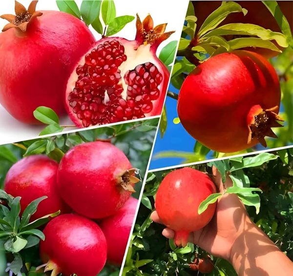 Anar Pomegranate Plant