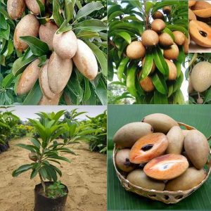 Chikoo Sapota Plant