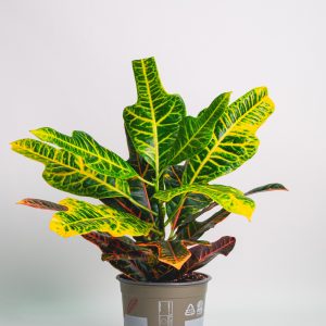 Croton Ok Leaf Plant
