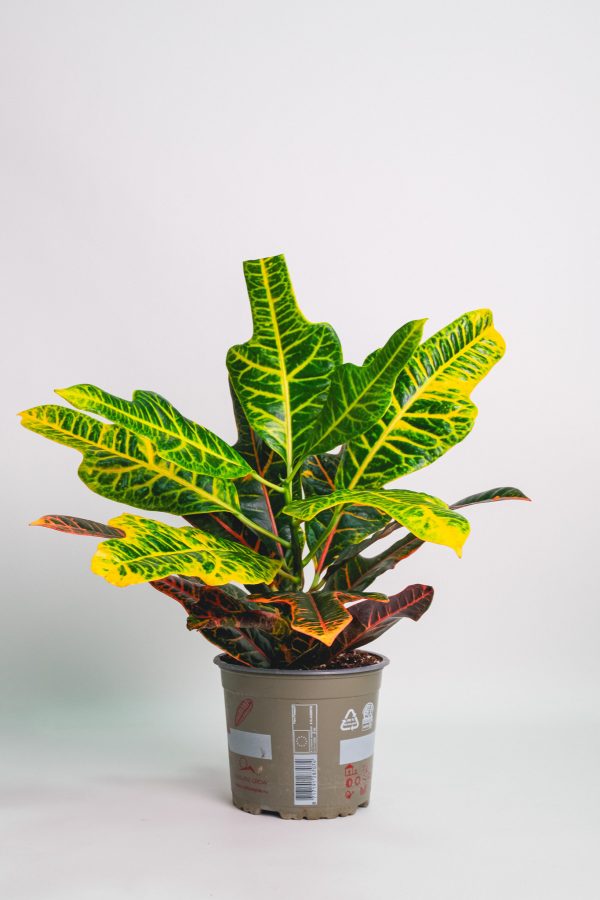 Croton Ok Leaf Plant