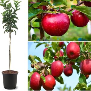 Hot Weather Apple Plant