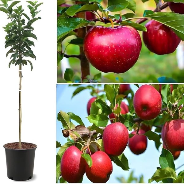 Hot Weather Apple Plant