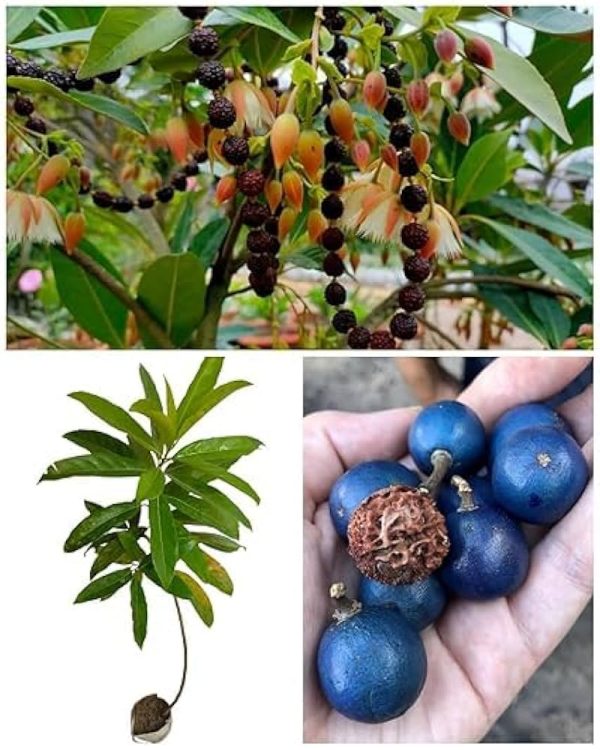 Rudraksha Plant