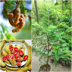 Thai Red Sweet Tamarind Plant
