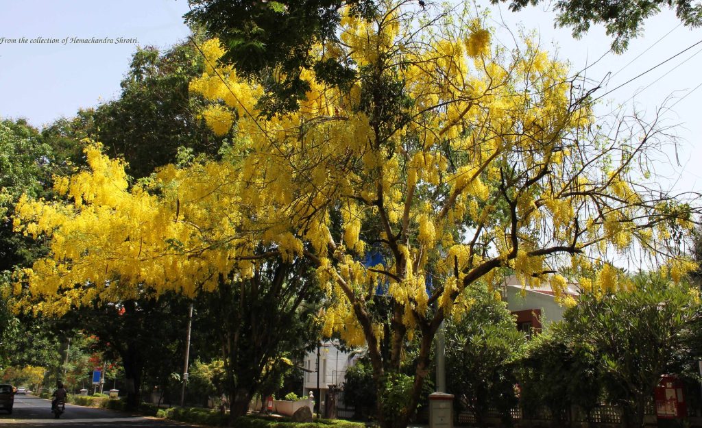 Yellow Gulmohar Plant