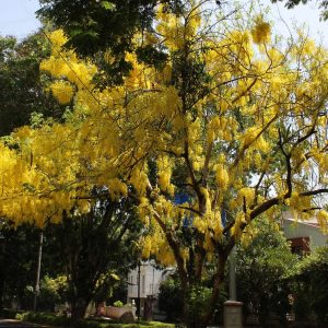 Yellow Gulmohar Plant