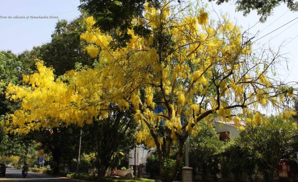 Yellow Gulmohar Plant