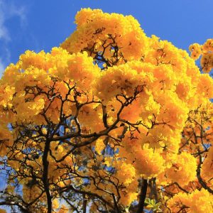 yellow trumpet tree plant
