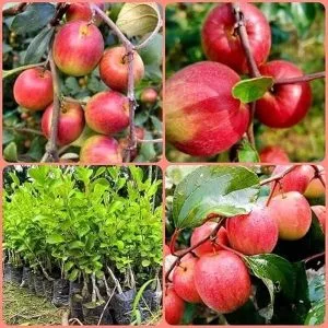 Red Apple Bayer Plant