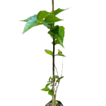 Parajit Plant