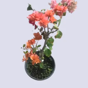 Bougainvillea Bonsai Plant