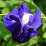 Aparajita Double Blue Plant