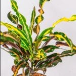 Croton Curley leaf Plant