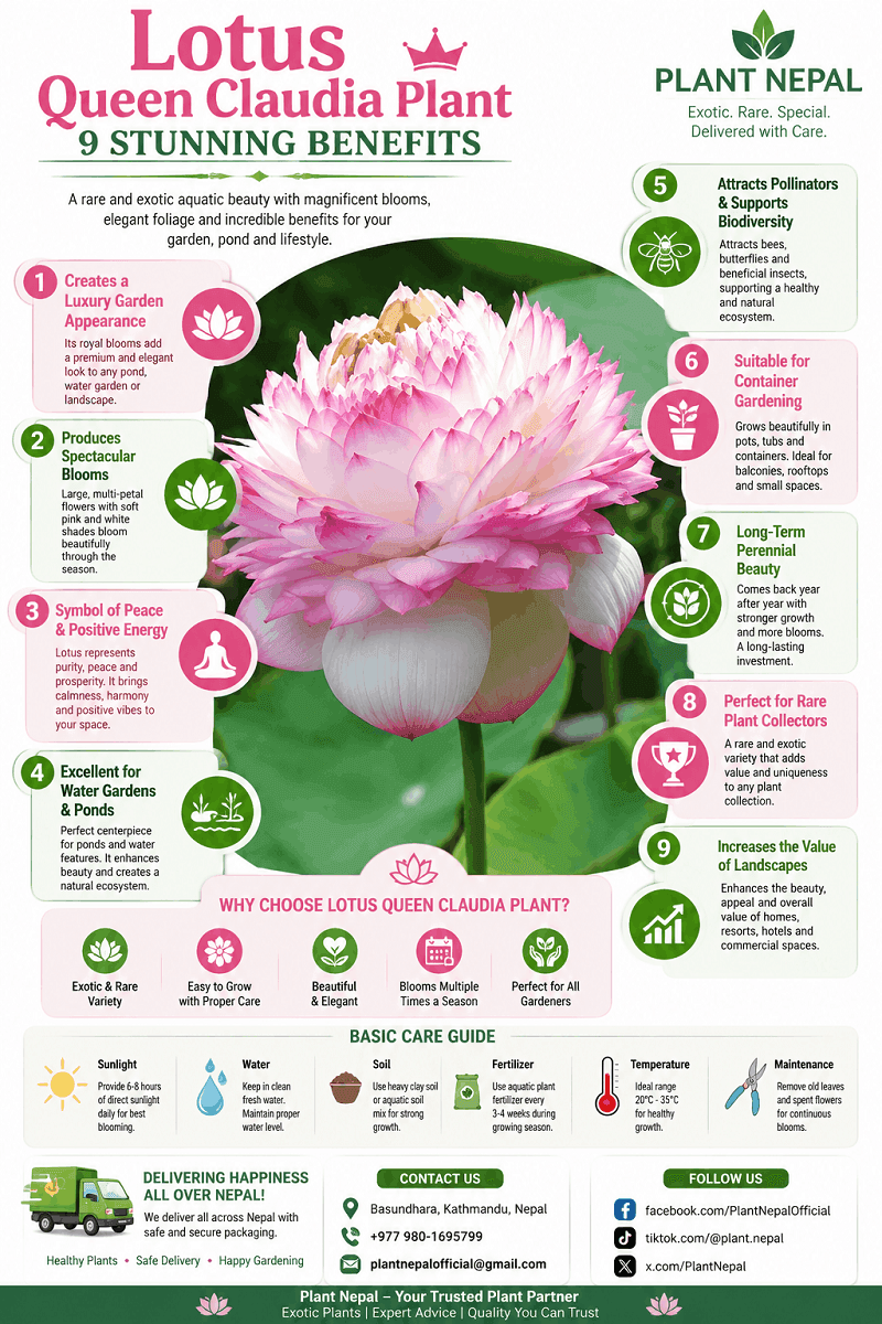 Lotus Queen Claudia Plant General infographics