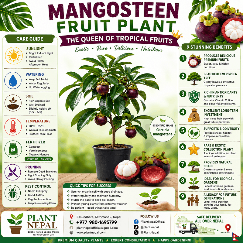Mangosteen Fruit Plant Care Tips