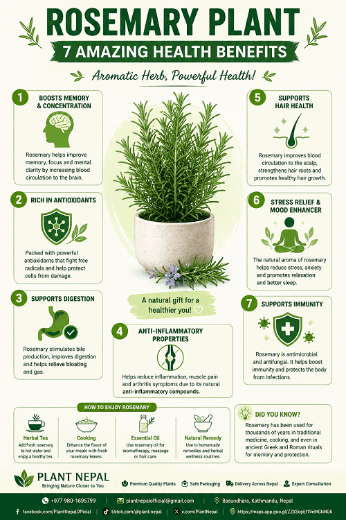 Rosemary For Health