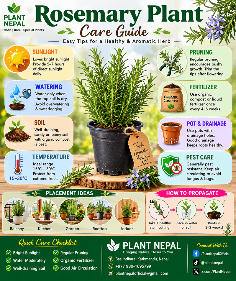 Rosemary Plant Care guide